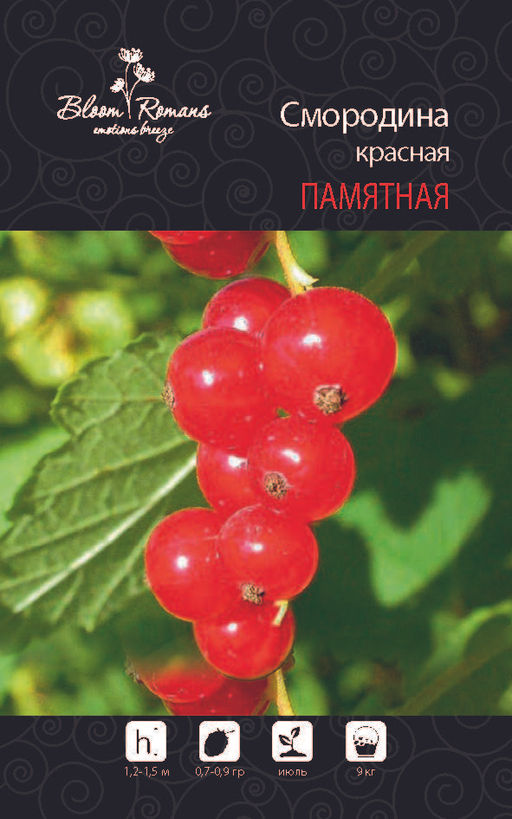 Смородина красная Памятная