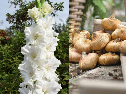 Гладиолус Murmansk (Мурманск) 5 шт - Долина роз фото 2