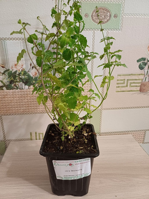 Мята Земляника мелколистная