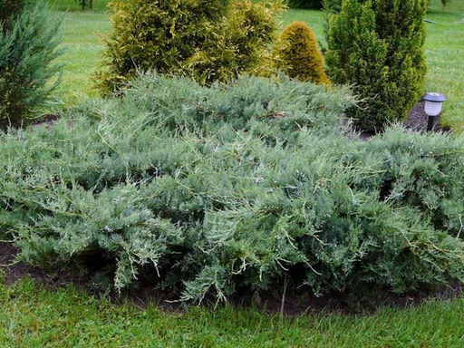 Можжевельник виргинский Хетц - Долина роз фото 2
