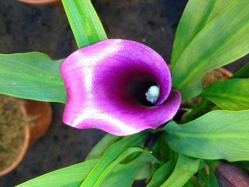 Калла Paco (Пако) - Долина роз фото 3