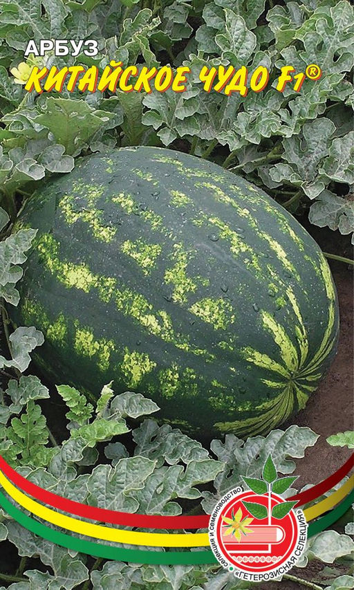Арбуз КИТАЙСКОЕ ЧУДО F1 Мякоть малиново-красная, сочная, хрустящая, сладкая! Хорош для приготовления цукатов из арбузной корки!