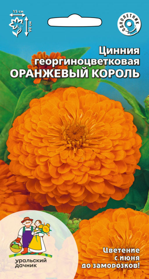 Цинния ОРАНЖЕВЫЙ КОРОЛЬ георгиноцветковая