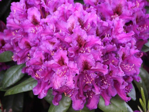 Рододендрон Азурро (Azurro) - Долина роз фото 2