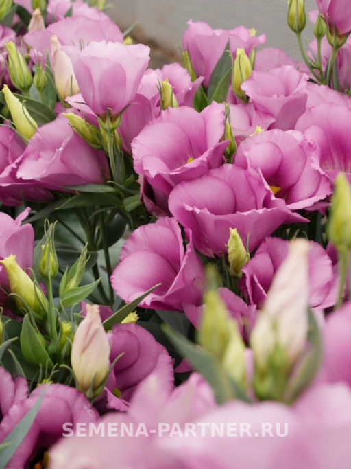 Эустома карликовая лиловая Мисс Шарли - Партнер фото 7