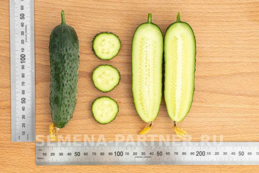 Огурец партенокарпический Гуннар - Партнер фото 7