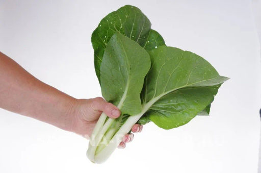 Капуста китайская Пак Чой - Партнер фото 4