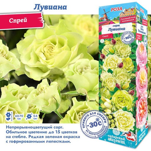 Роза Лувиана (Спрей) 1шт