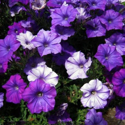 5185D Петуния ампельная Шок Вэйв Деним 5шт