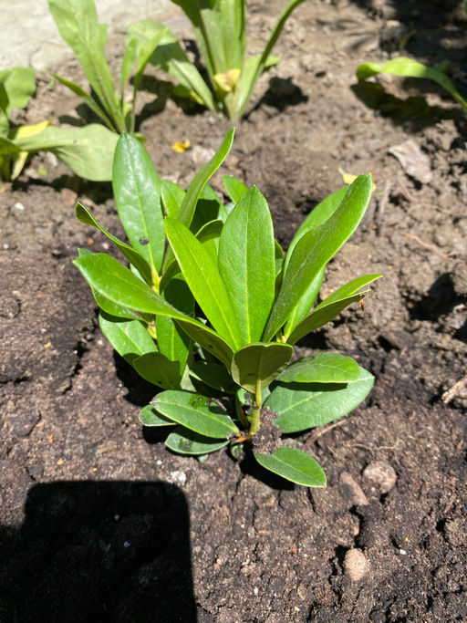 Рододендрон Каннингемс Уайт