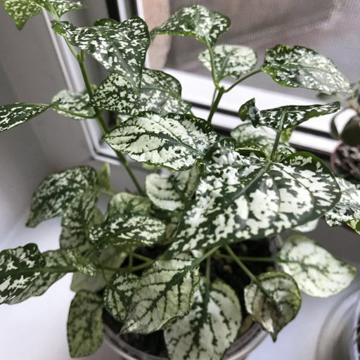 Гипоэстес Конфетти (горшок D10) - 1000корней фото 2