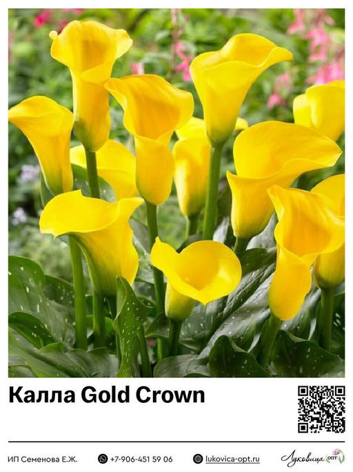 Калла Gold Crown