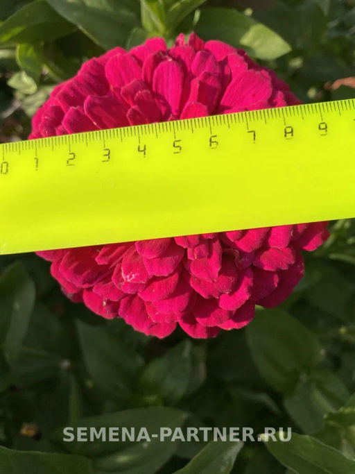 Цинния георгиновидная Сочные тропики Космополитен - Партнер фото 3