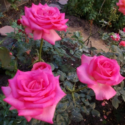 R591 ЭСМЕРАЛЬДА