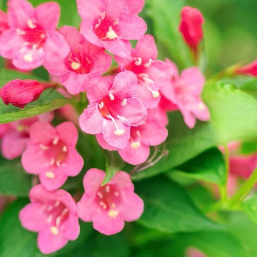 Вейгела цветущая Picobella Rosa (Пикобелла Роза) - Голландские луковицы фото 2