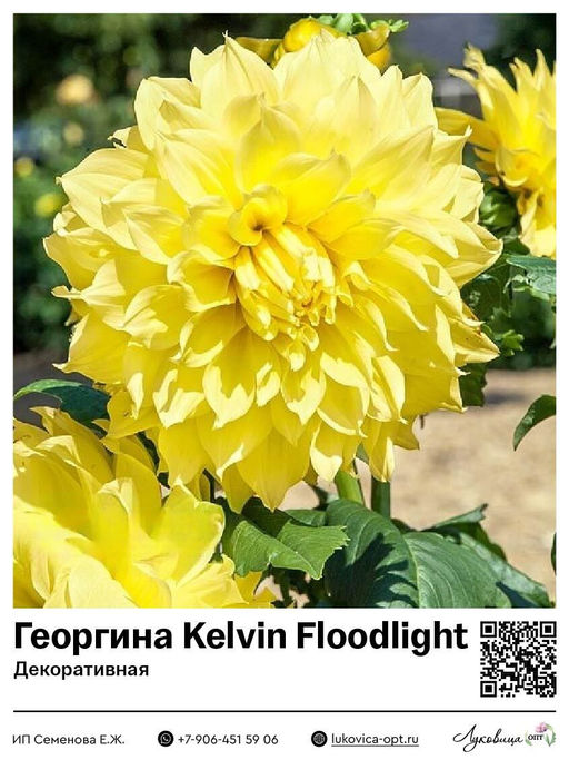 Георгина Kelvin Floodlight (Декоративная)