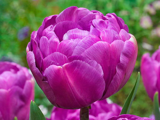 Тюльпан Purple Peony (Парпл Пион) - Долина роз фото 2