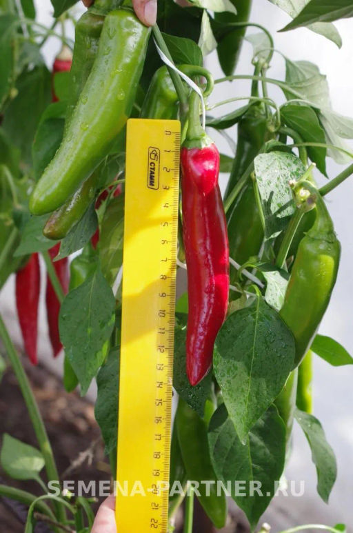 Перец острый Эдвин - Партнер фото 6