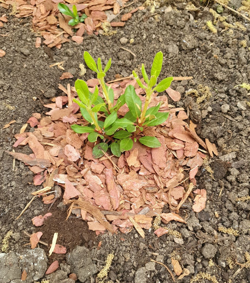 Рододендрон Баден-Баден