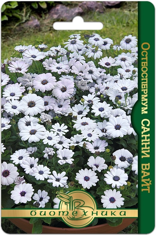 Остеоспермум Санни Вайт