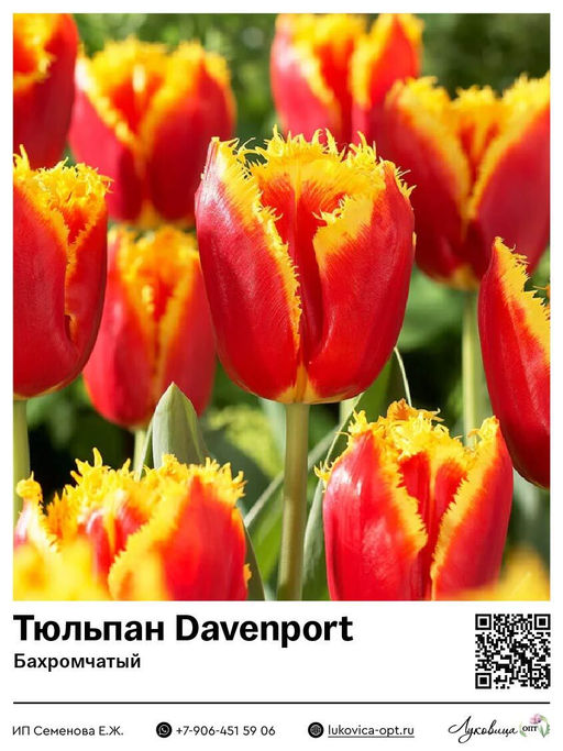 Тюльпан Davenport (Бахромчатый)