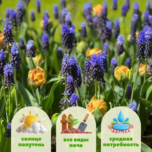 Мускари Латифолиум 10шт