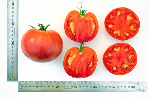 Томат Ладья - Партнер фото 4