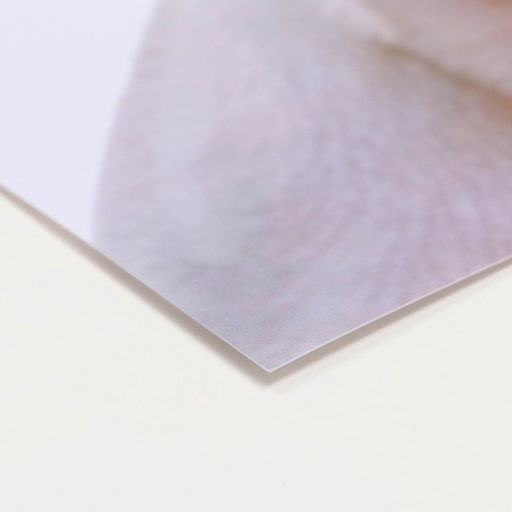 Коврик под миску «Пижон» 43×28 см «Ого! Это всё нам?»