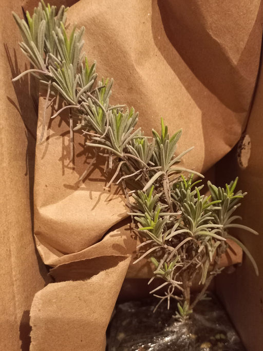 Лаванда узколистная