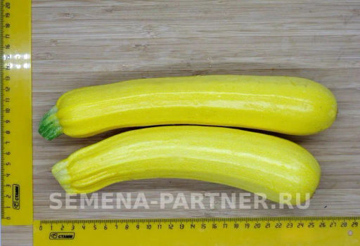Кабачок Желтоплодный - Партнер фото 7