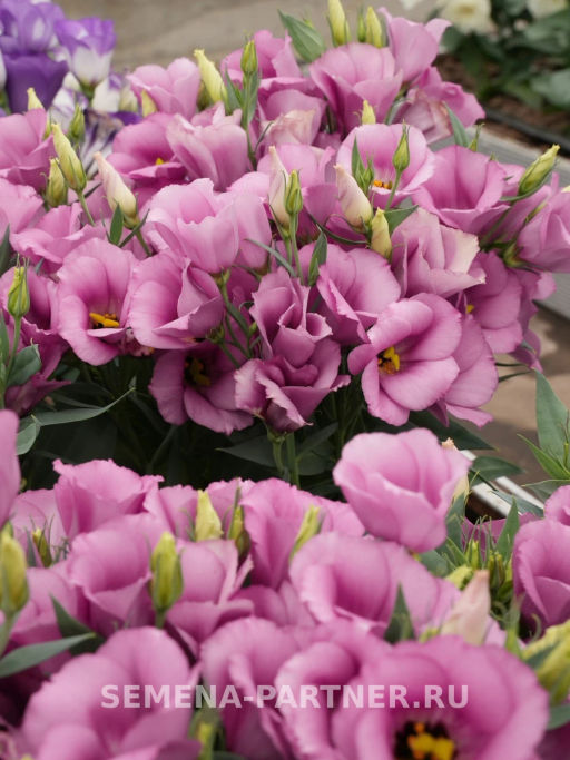 Эустома карликовая лиловая Мисс Шарли - Партнер фото 8