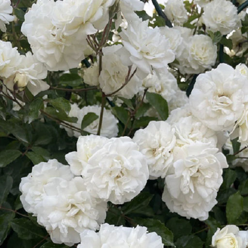 R560 ШИН-СЕТСУ