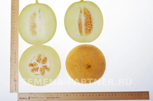 Дыня Майорка - Партнер фото 5