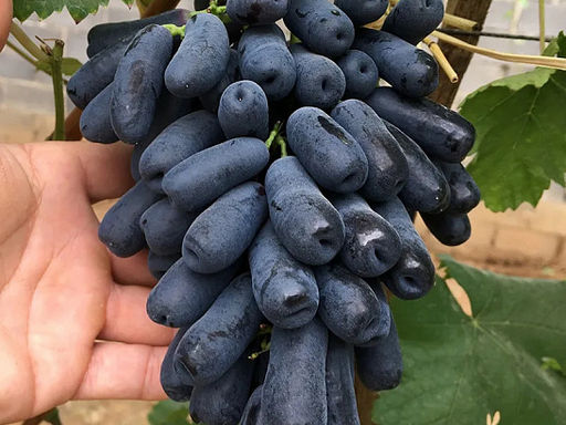 Виноград кишмиш Аватар