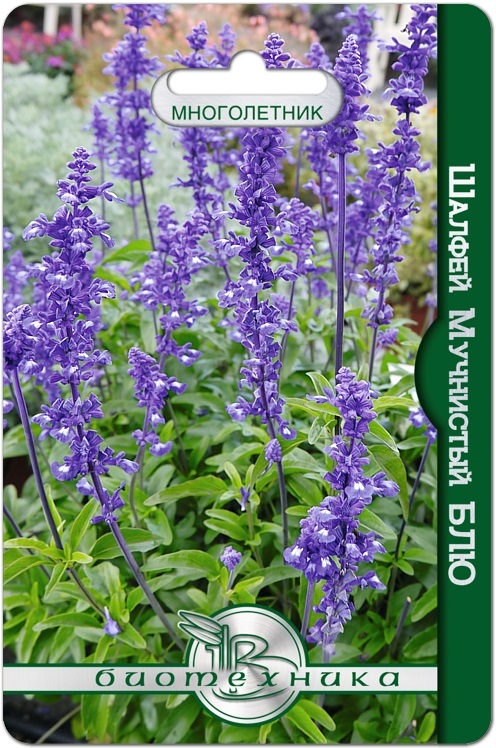 Шалфей мучнистый Блю