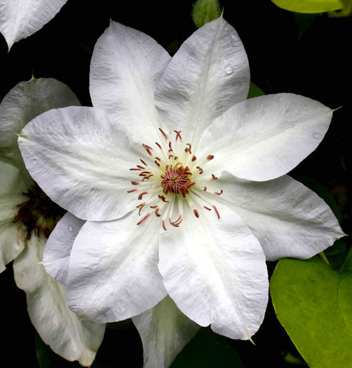 КЛЕМАТИС Вальге Даам Разбор I Кол-во упак., шт 2