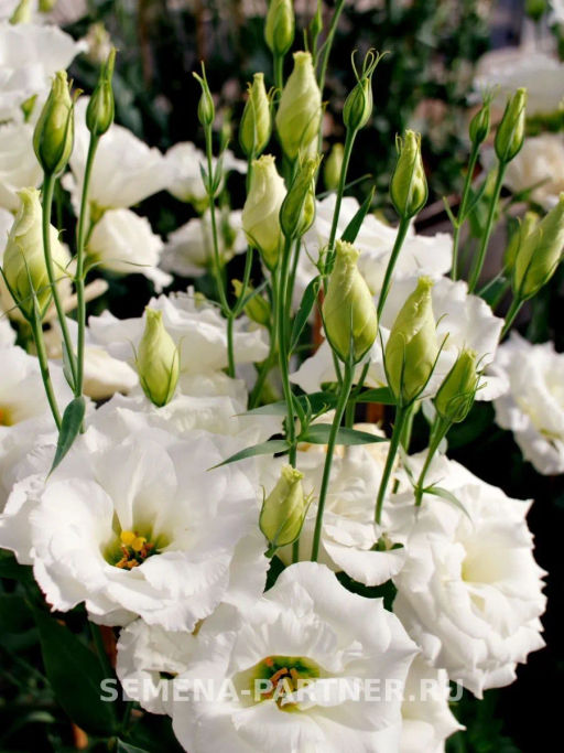 Эустома срезочная махровая молочно-белая Мадам Лорен - Партнер фото 4