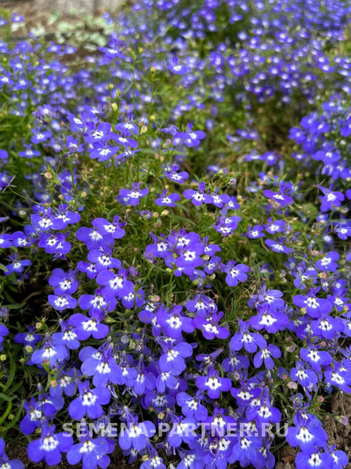 Лобелия каскадная Ривьера Блу Ай - Партнер фото 4