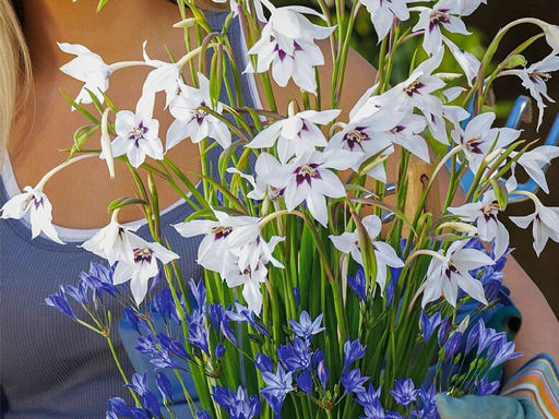 Acidanthera Murielae (Ацидантера Мюриэл) 10шт - Долина роз фото 3