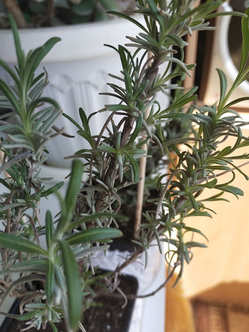 Лаванда узколистная