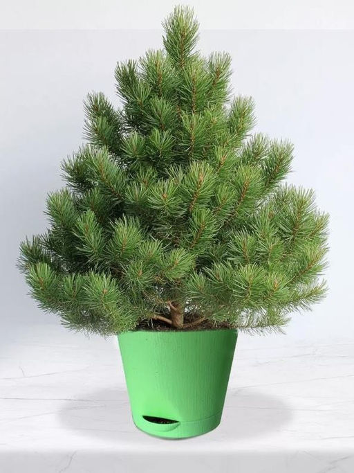 Набор для выращивания растений "Магия Цветов", "Сосна пушистая"