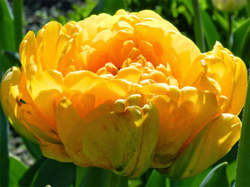 Тюльпан Monte Peony (Монте Пион) - Долина роз фото 4