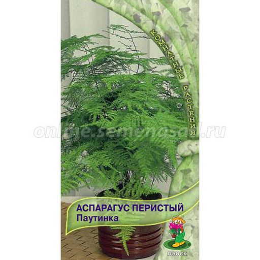 Аспарагус перистый (Спаржа) Паутинка (ЦВ) (К) 5шт.