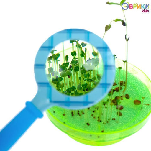 Набор для опытов Выращиваем растение: лупа, семена, тарелка, губка - Эврики фото 3