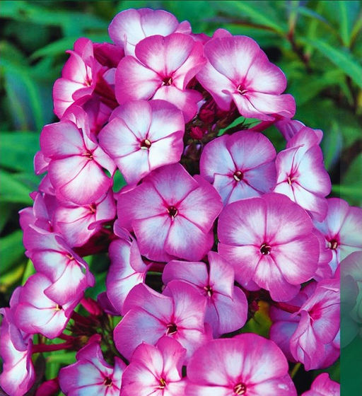 ФЛОКС Бриллиант Айз Разбор I Кол-во упак., шт 2