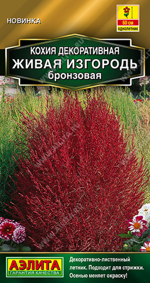 Кохия Живая изгородь бронзовая (2029)