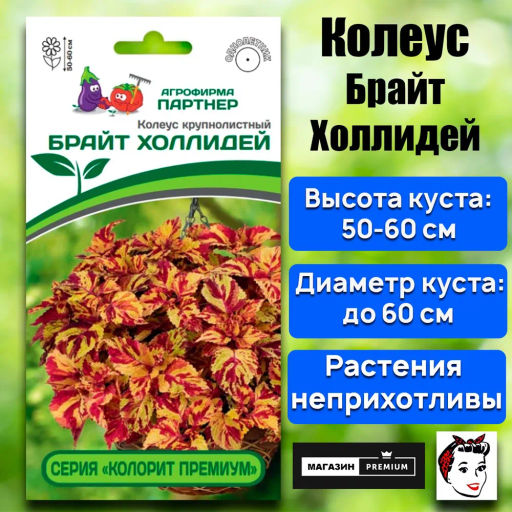 Колеус шлемниковидный крупнолистный Премиум Брайт Холлидей - Партнер фото 2