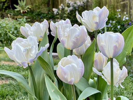 Тюльпан White Parrot (Уайт Пэррот) - Долина роз фото 4