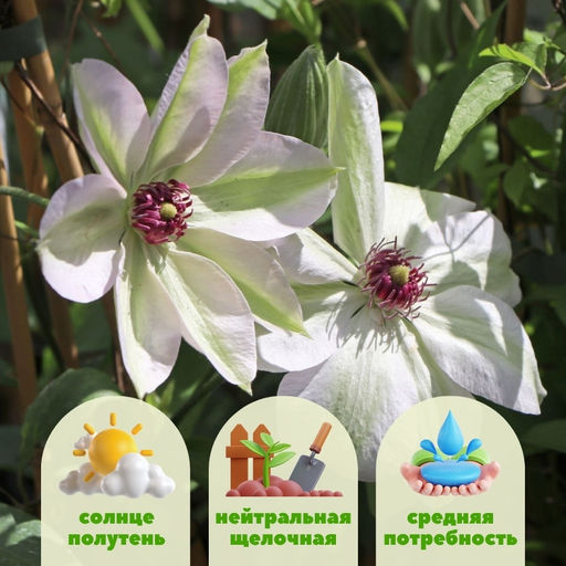 Клематис Miss Bateman (Мисс Бейтман) - Долина роз фото 3