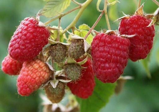 Малина Идеальная крупноплодная (коробка) 1шт